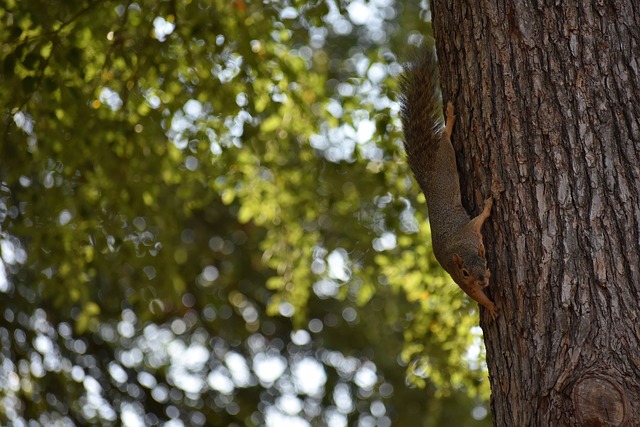 地俱乐部合 地俱乐部合